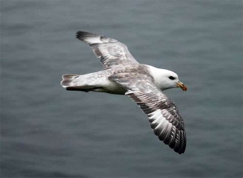 I'd only seen Northern Fulmars from a boat before coming to the Pribilofs!