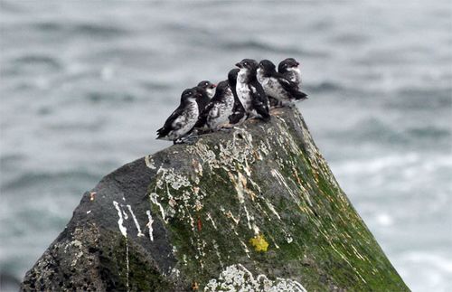 Least Auklets were a life bird that quickly became one of my favorites.