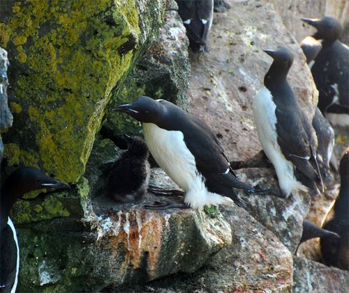 Watch your step!  This murre chick will remain in the nest for at least another week or so.