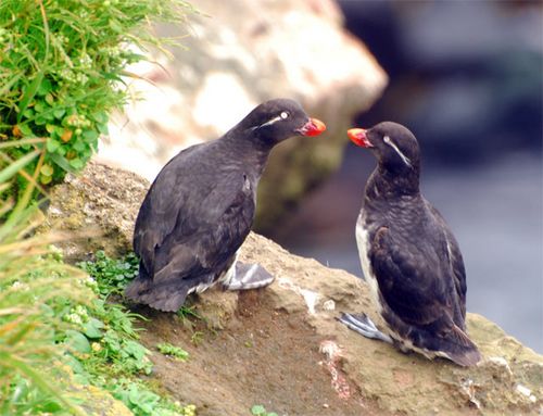 I'll miss the sound of the Parakeet Auklet's song
