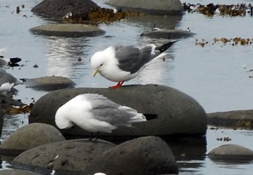 The Pribilofs are one of four locations in the world with breeding Red-legged Kittiwakes.