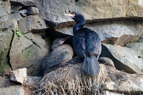 These cormorant nests are all over the rookeries of St.Paul Island