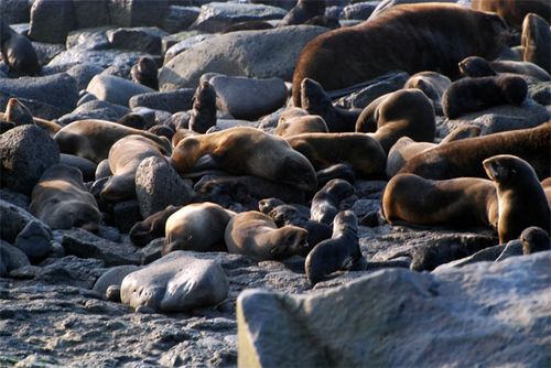 There are more fur seals here than anywhere in the world