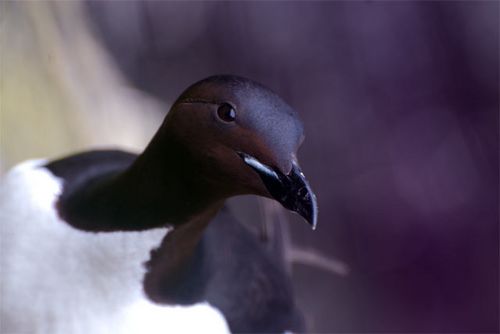 It's time for murres!