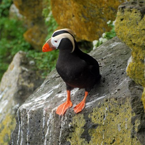 A Tufted Puffin.  Try saying that 10 times fast!