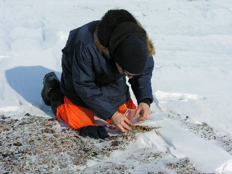 Sampling tundra plants