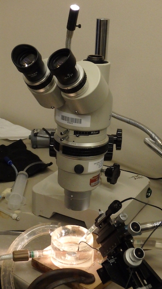 microscope setup