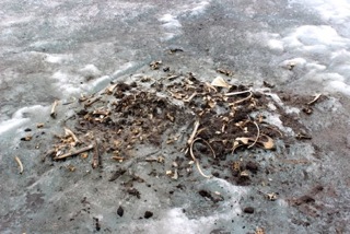 Caribou remains