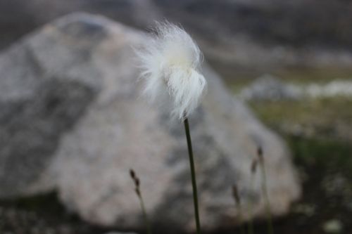  Arctic Cotton Grass  