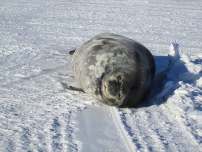seal on the runway