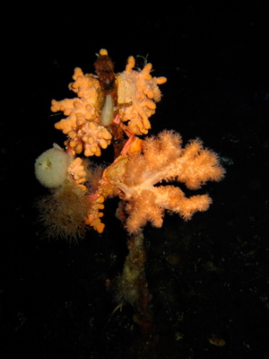 critters on the seafloor
