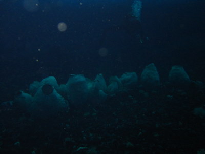 A row of volcano sponges