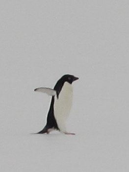 my first penguin
