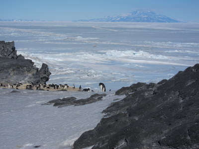 Penguins on the edge