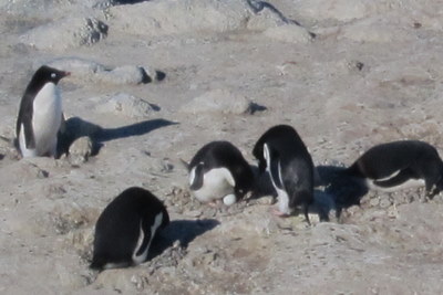 The penguins stand guard over their eggs.  