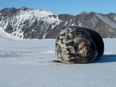 A big Weddell Seal