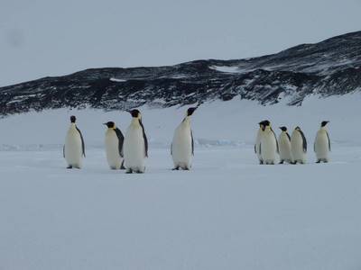 Penguins waddling around