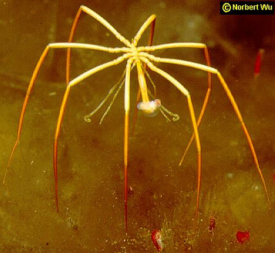 sea spider Colossendeis megalonyx sensu lato