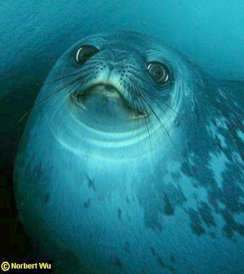 Weddell seal Leptonychotes weddellii