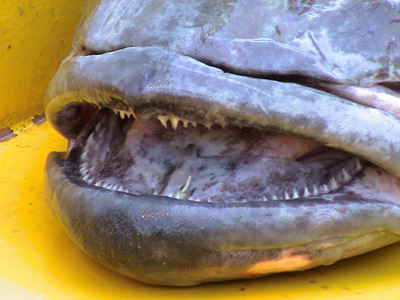The teeth of a top Antarctic predator, the Antarctic tooth