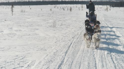 Mushing On the Stampede Trail
