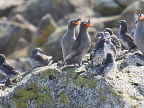 Crested and Least Auklets