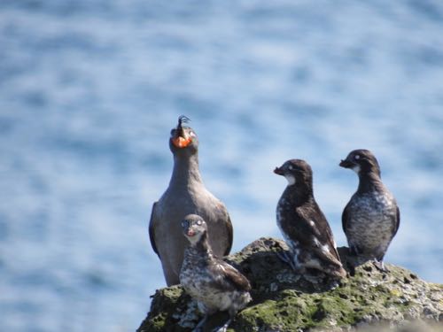 Crested and least auklets