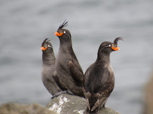 Trio of crested auklets