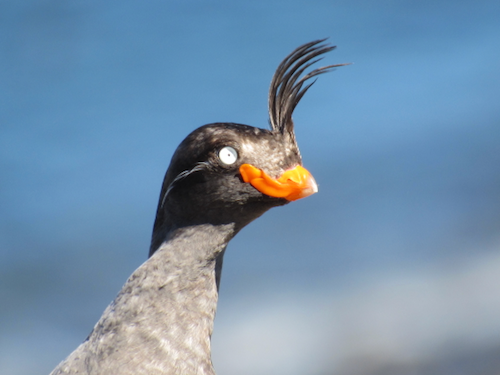Crested auklet close-up