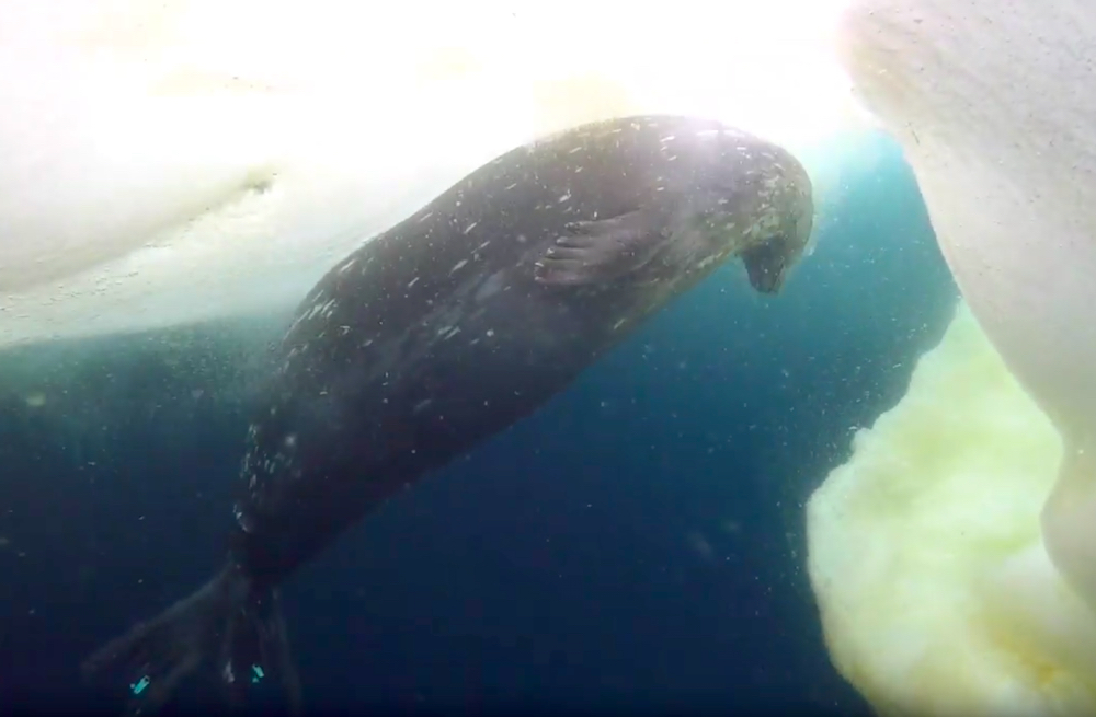 Underwater Encounter with Weddell Seals