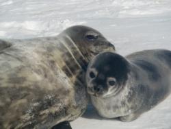 A Weddell seal and pup out on the sea ice near McMurdo Station, Antarctica. Photo by Alex Eilers.