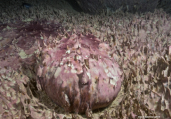 Underwater microbial community in Lake Joyce, Antarctica
