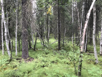 Boreal forest at the ABoVE Site at Bonanza Creek
