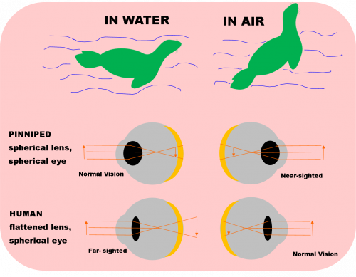 Eye - comparison diagram