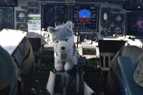Husky in the cockpit