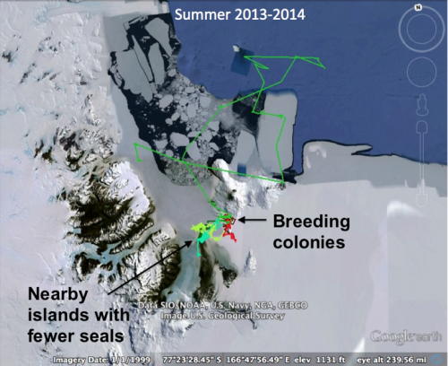 Map of summer seal tracking