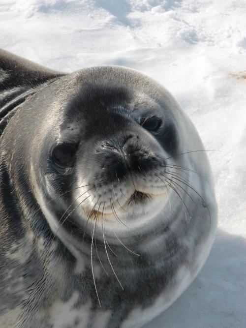 Close up of seal   