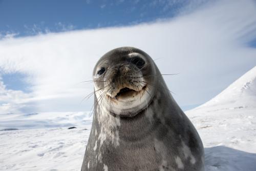 Weddell seal flared whiskers