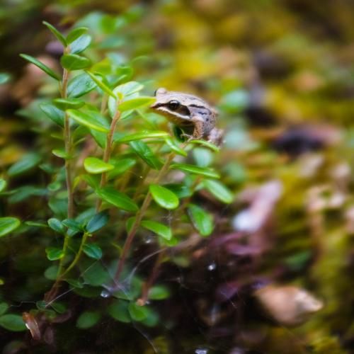 Frog on cranberry bush