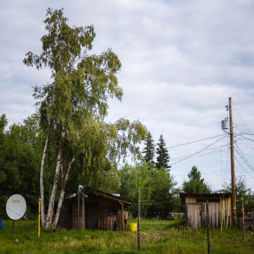Tree and house in Nikolai