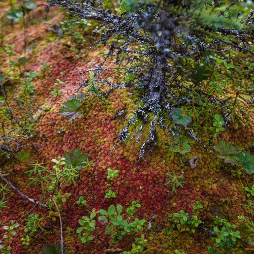 Black spruce sapling