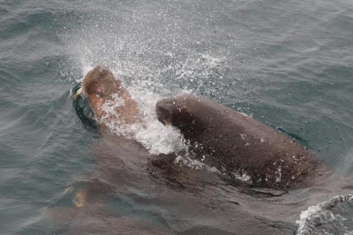 Female Walrus and Her Two Calves