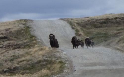 Musk Oxen Crossing the Road