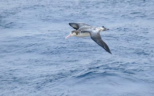 Sub-adult Short-tailed Albatross, Bering Sea