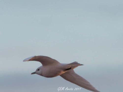 Ivory gull 2