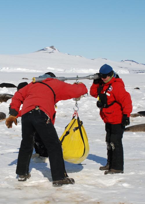 Weighing a Weddell seal pup