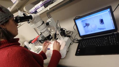 Peering through the microscope at Astrammina rara