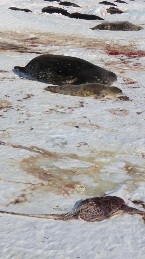 Placenta and Weddell seal mother with pup