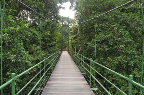 Stone Bridge La Selva Costa Rica