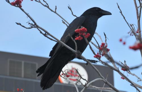 Raven Corvus spp